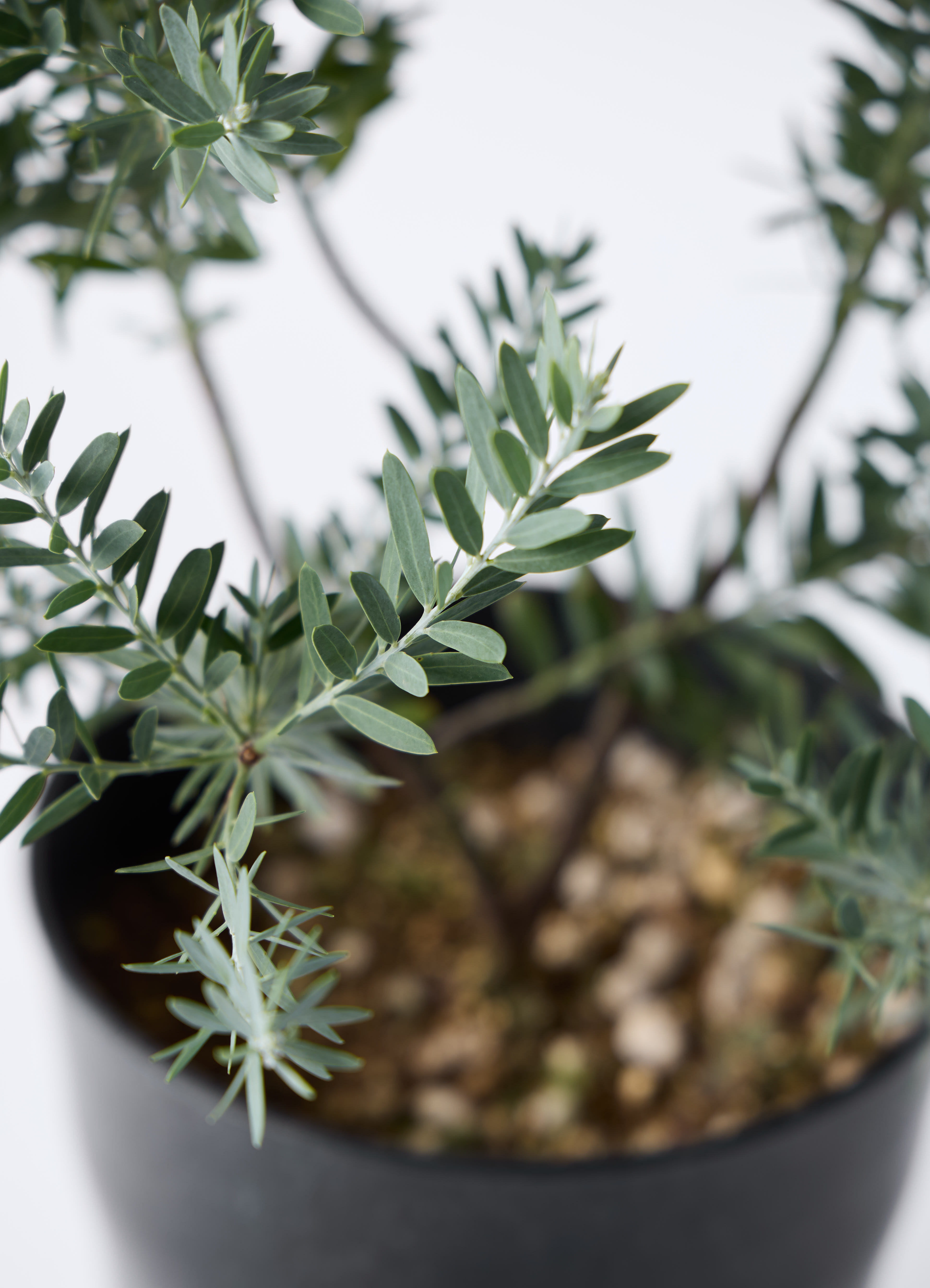 観葉植物 アカシア ブルーブッシュ 7号 エトナ アリーナ 付き | 観葉