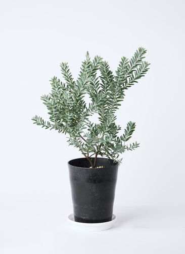acacia-covenyi-175_0001.jpg?