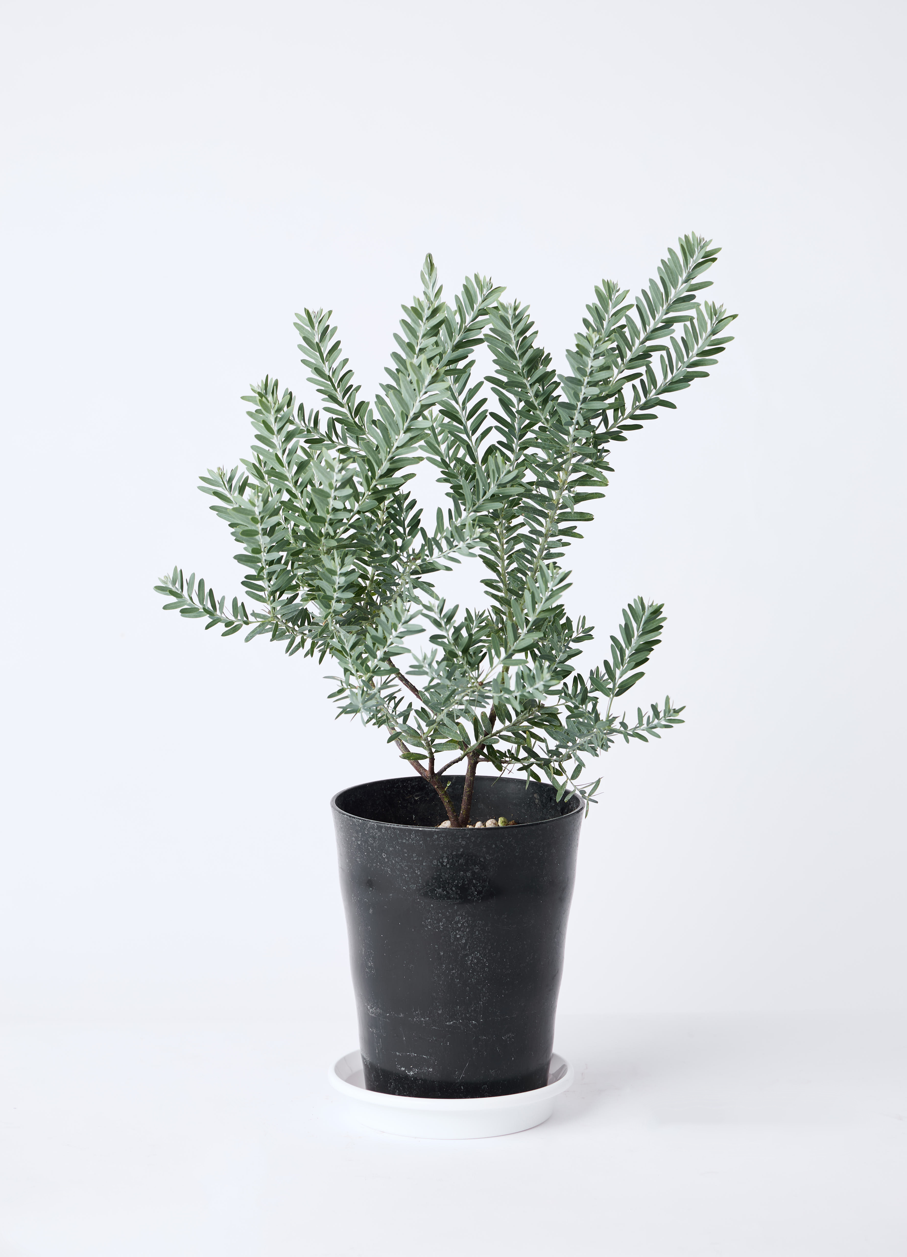 acacia-covenyi-175_0001.jpg?