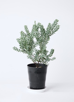 観葉植物 アカシア ブルーブッシュ 7号 プラスチック鉢 アイルエッグ