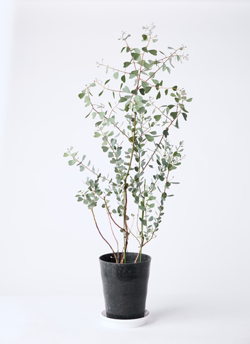 eucalyptus-websteriana-1_0001.