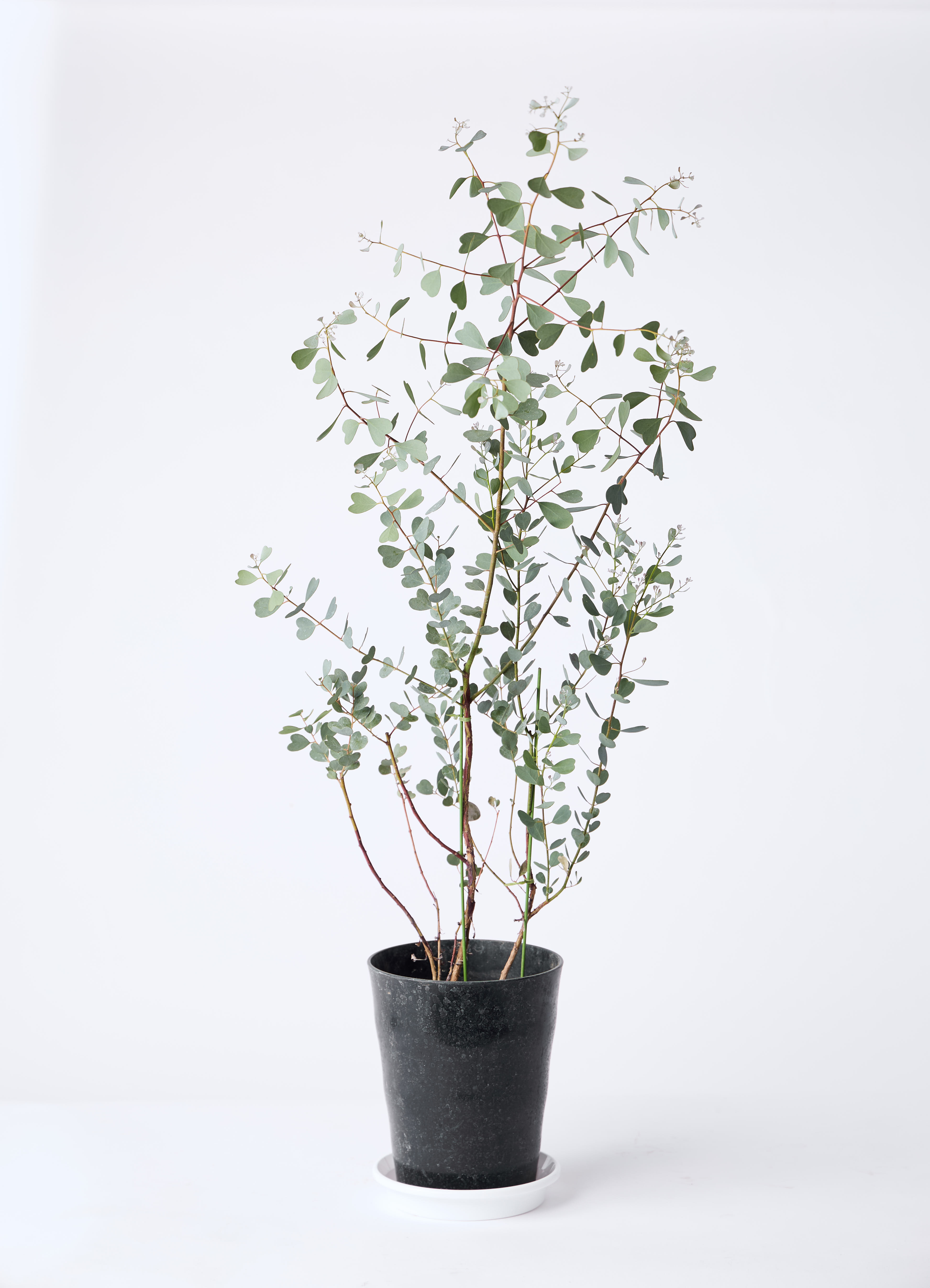 観葉植物 ユーカリ 7号 ウェブステリアナ（ハートリーフ