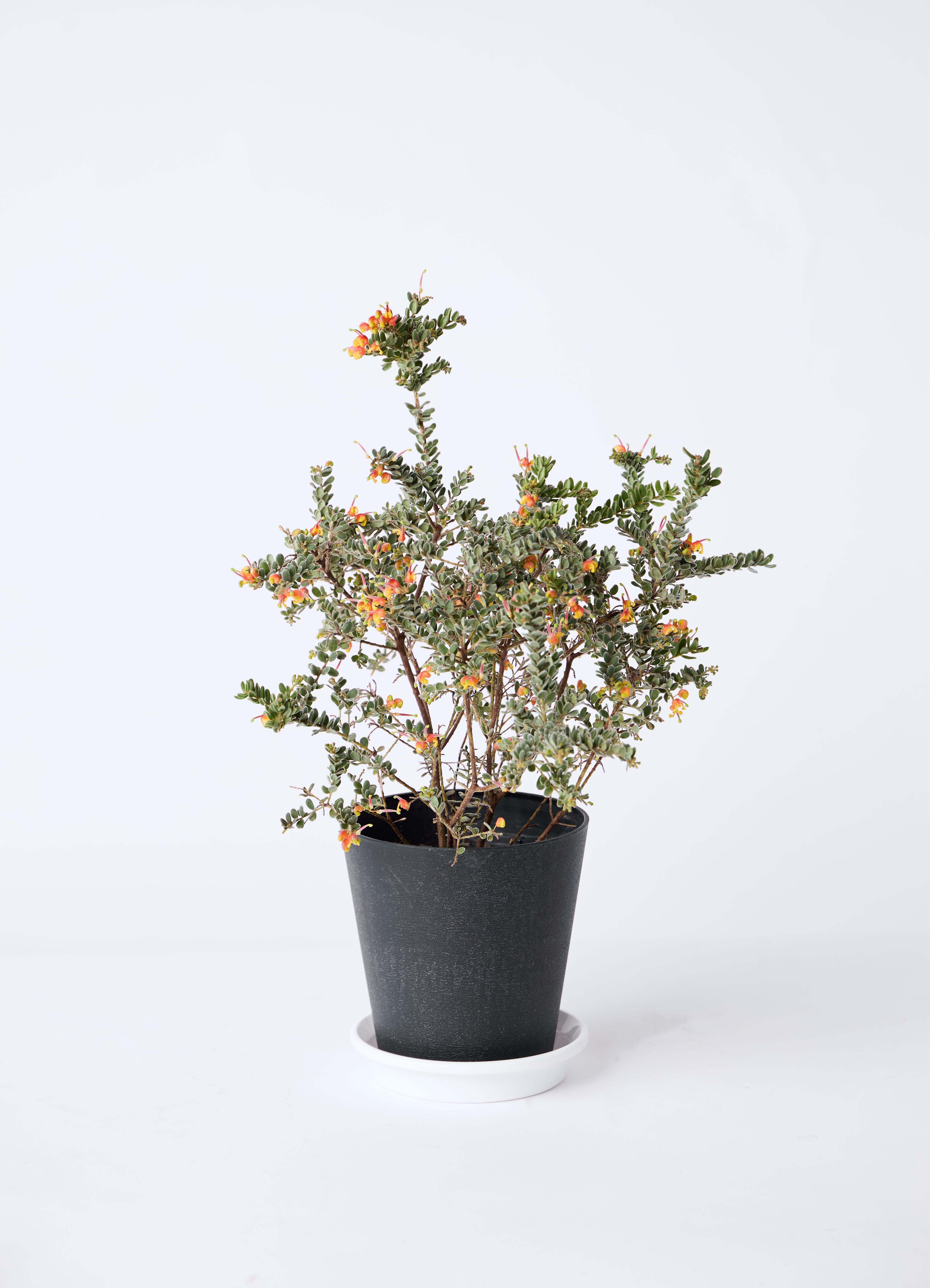 grevillea-2_0001.jpg?1774263957