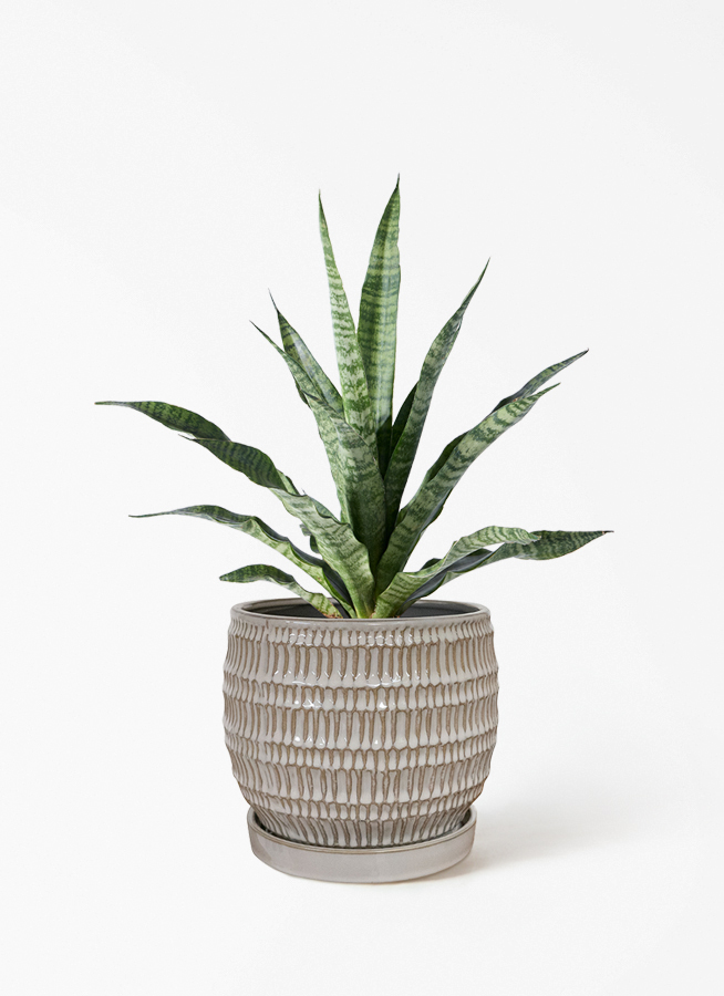 観葉植物 サンスベリア 4号 トリファッシアータ ハピ 白 L 付き | 観葉