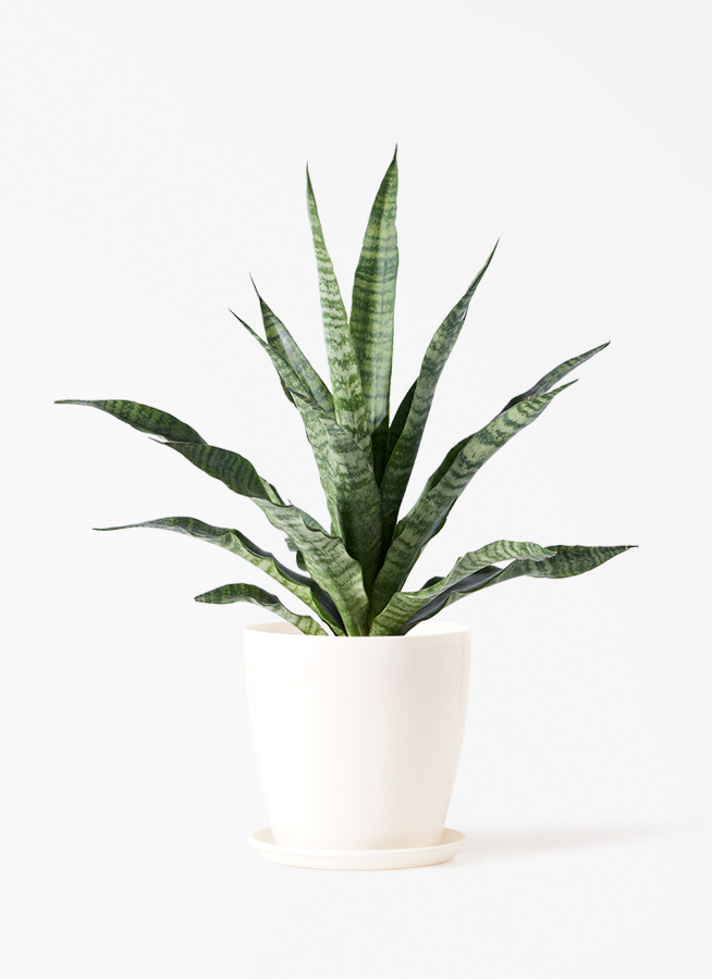 観葉植物 サンスベリア 4号 トリファッシアータ ハピ 白 L 付き | 観葉