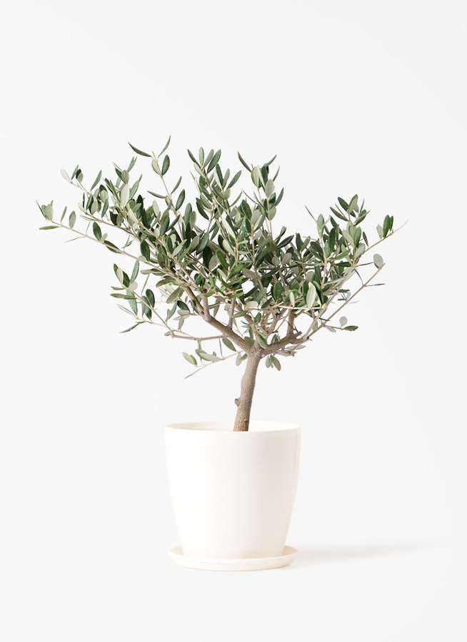 オリーブの木 コラチナ 盆栽風 8号 約50cm 現品販売 観葉植物 オリーブの木 4号 創樹 プラスチック鉢 | 観葉植物なら