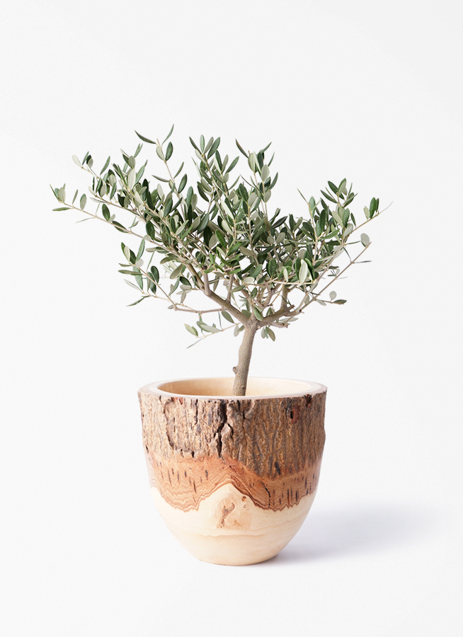 観葉植物 オリーブの木 4号 創樹 Mango Wood (マンゴーウッド