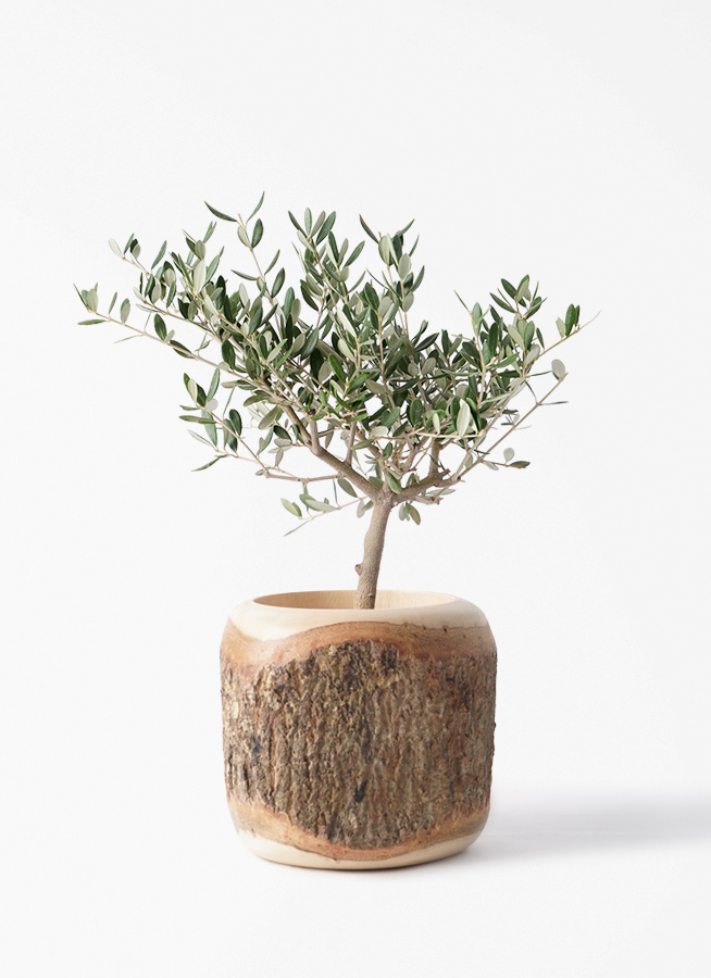観葉植物 オリーブの木 4号 創樹 プラスチック鉢 | 観葉植物なら