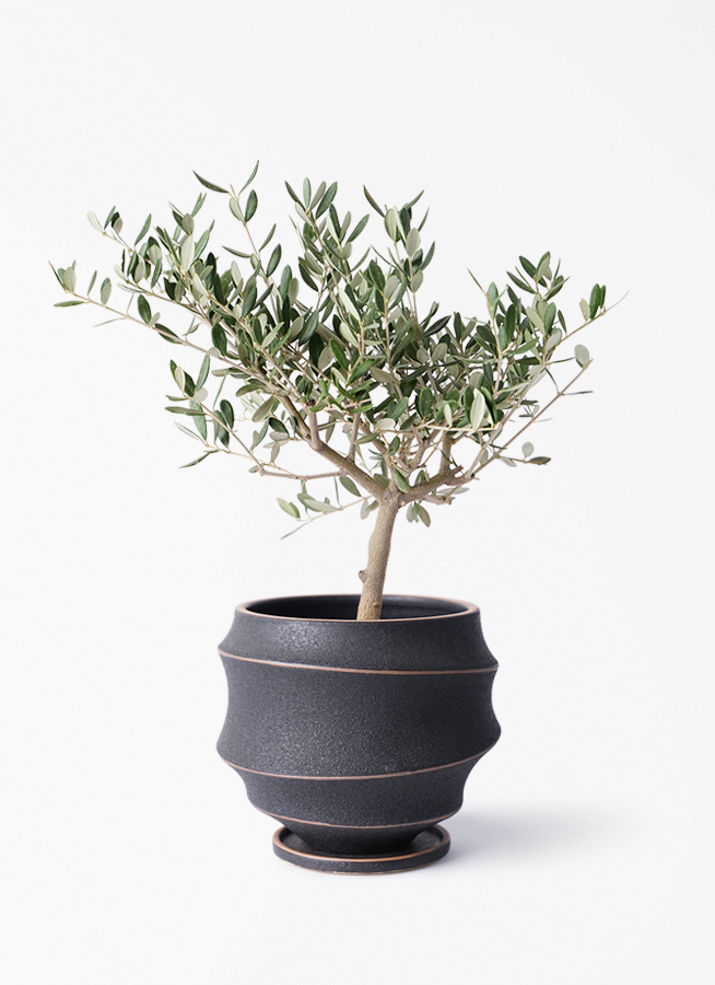 観葉植物 オリーブの木 4号 創樹 プラスチック鉢 | 観葉植物なら