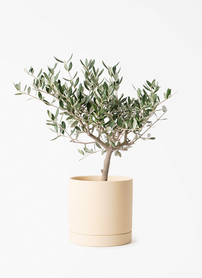 観葉植物 オリーブの木 4号 創樹 ルーツ 15 L ベージュ 付き | 観葉
