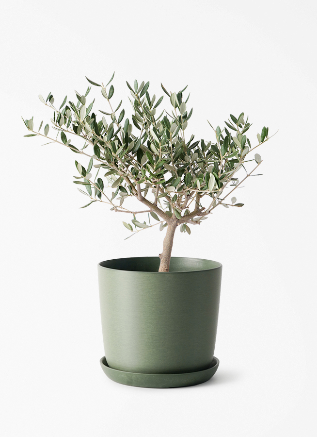 観葉植物 オリーブの木 4号 創樹 エステリ グリーン 付き | 観葉植物