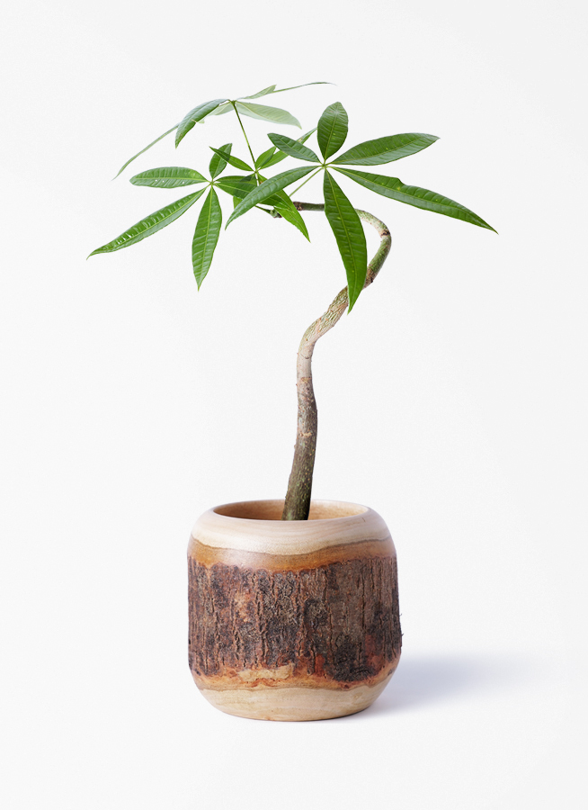 観葉植物 パキラ 3号 曲り プラスチック鉢 / 沖縄 屋嘉比 | 観葉植物