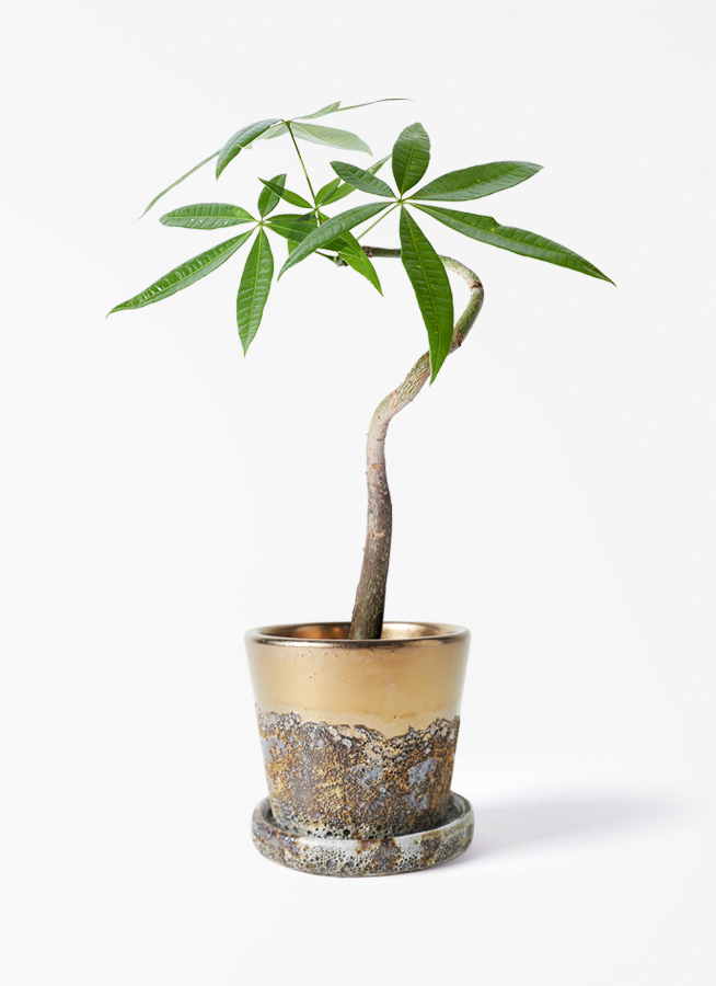 観葉植物 パキラ 3号 曲り プラスチック鉢 / 沖縄 屋嘉比 | 観葉植物