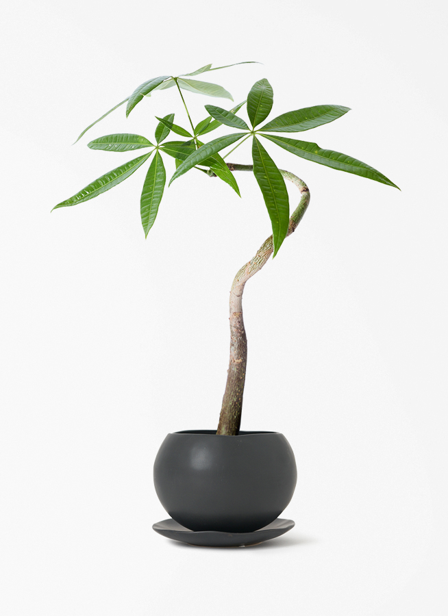 観葉植物 パキラ 3号 曲り マリナ 黒 L 付き/ 沖縄 屋嘉比 | 観葉植物