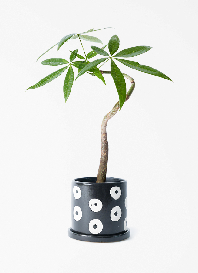 観葉植物 パキラ 3号 曲り カロラ 12 付き/ 沖縄 屋嘉比 | 観葉植物