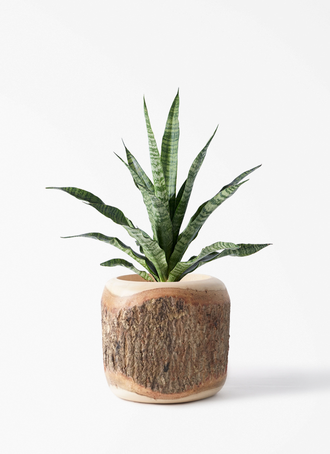 観葉植物 サンスベリア 4号 トリファッシアータ ラダ 15 B ベージュ