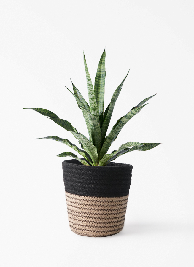 観葉植物 サンスベリア 4号 トリファッシアータ オスト ボール マット