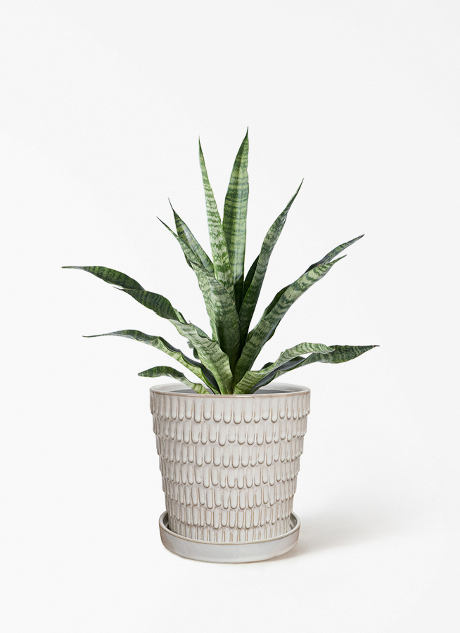 観葉植物 サンスベリア 4号 トリファッシアータ オスト ボール マット