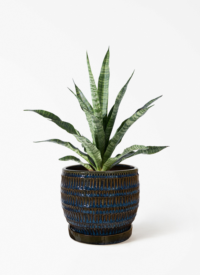 観葉植物 サンスベリア 4号 トリファッシアータ オスト ボール マット