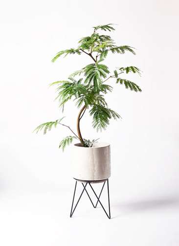 観葉植物 エバーフレッシュ 8号 曲り ビトロ エンデカ クリーム