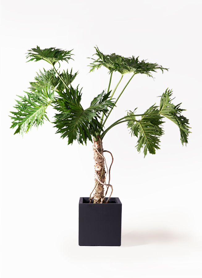 セローム ヒトデカズラ 根あがり | 観葉植物通販HitoHana(ひとはな)