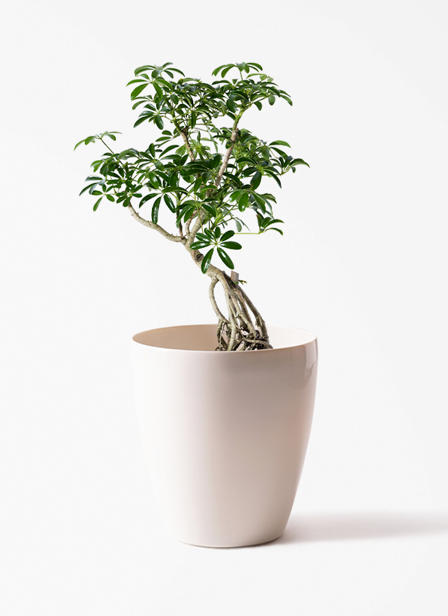 観葉植物 観葉植物 シェフレラ（カポック） 6号 根あがり プラスチック鉢 | 観葉