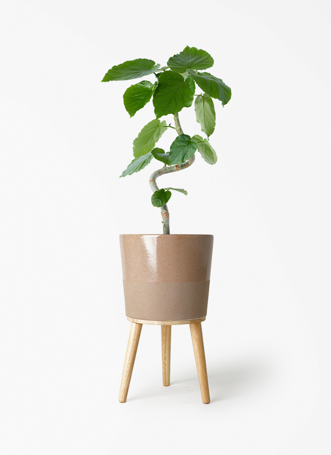 観葉植物 フィカス ウンベラータ 5号 曲り インティ M 濃グレイ 付き