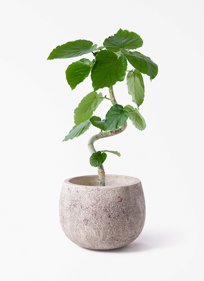 フィカス ウンベラータ 5号 | 観葉植物通販 HitoHana（ひとはな）