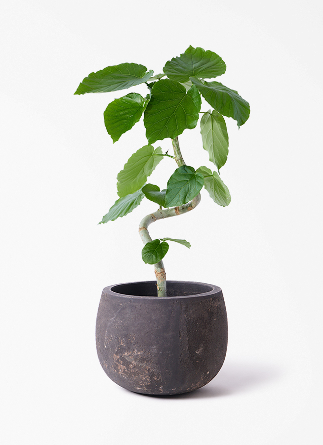 観葉植物　ウンベラータ ウンベラータ | 育て方・特徴・豆知識