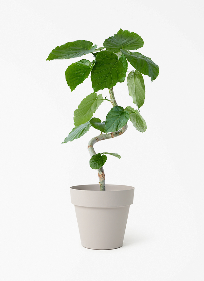 観葉植物　ウンベラータ160cm HitoHana購入 フィカス ウンベラータ | 観葉植物通販 HitoHana