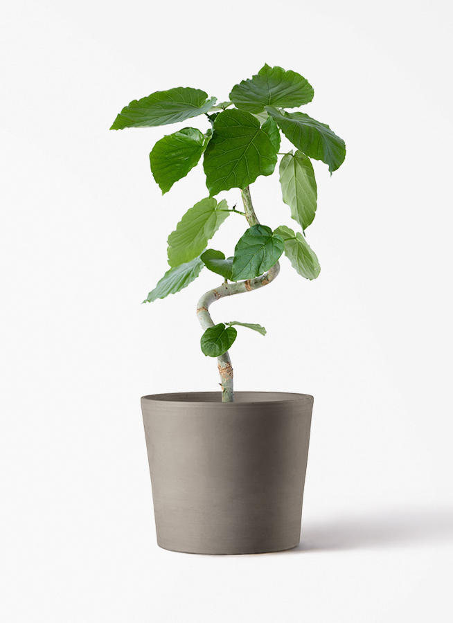 フィカス ウンベラータ | 観葉植物通販 HitoHana