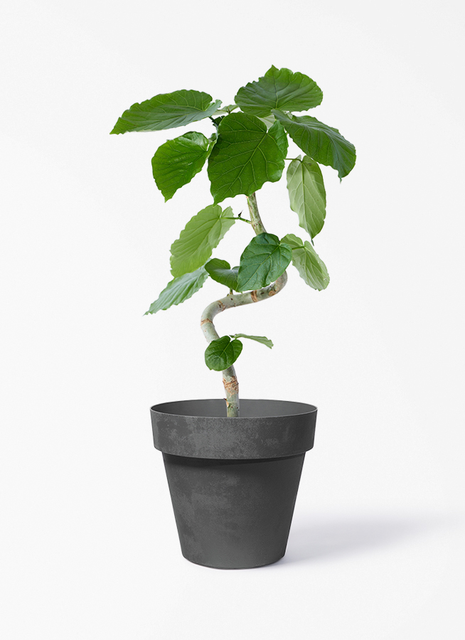 観葉植物 フィカス ウンベラータ 5号 曲り インティ M 濃グレイ 付き