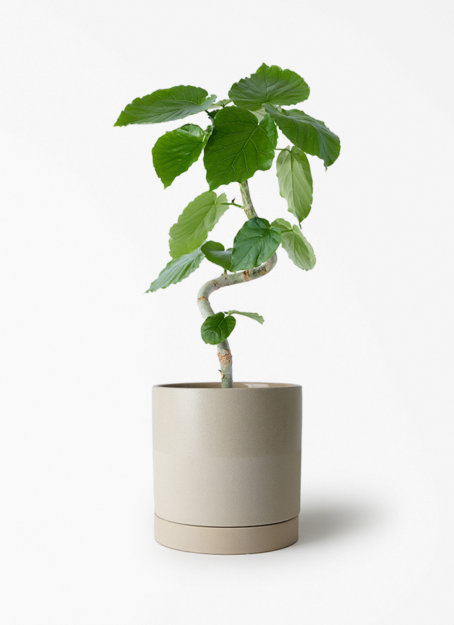フィカス ウンベラータ | 観葉植物通販 HitoHana