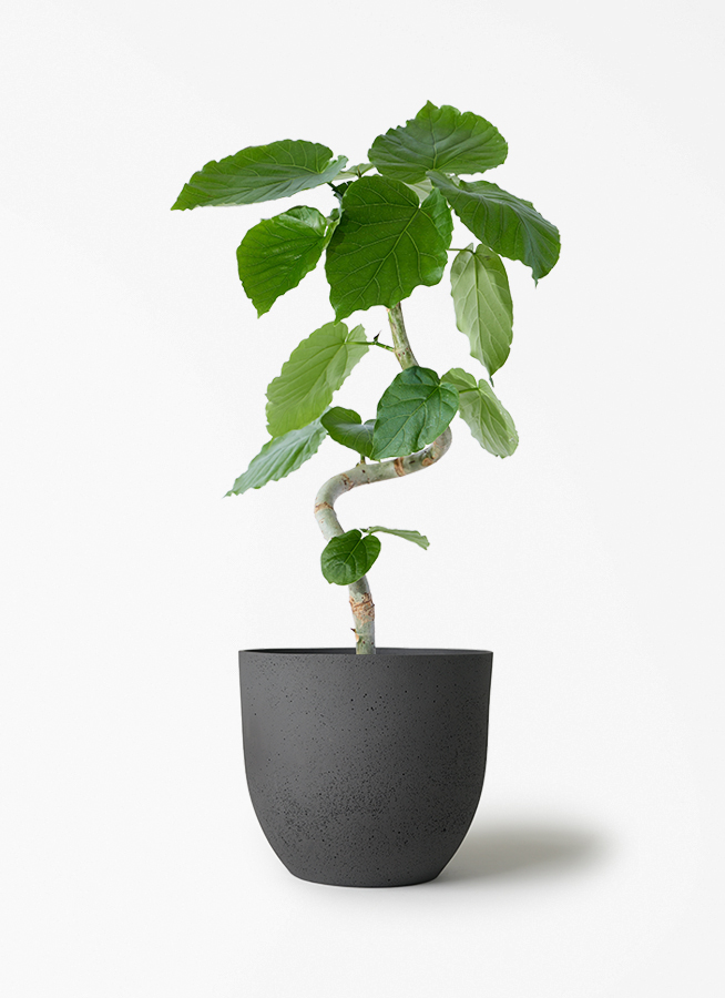 フィカス ウンベラータ 5号 | 観葉植物通販 HitoHana（ひとはな）