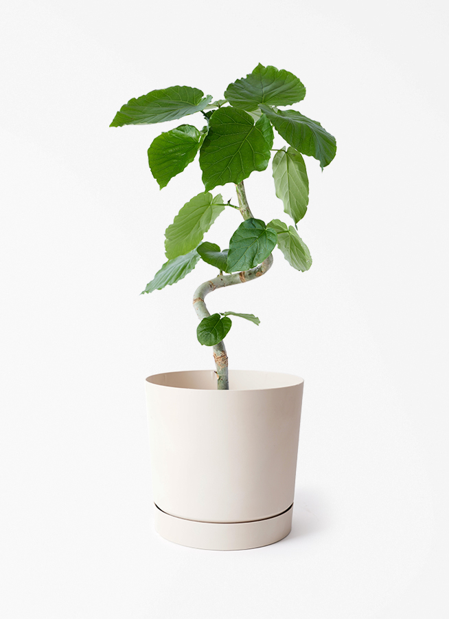 フィカス ウンベラータ | 観葉植物通販 HitoHana