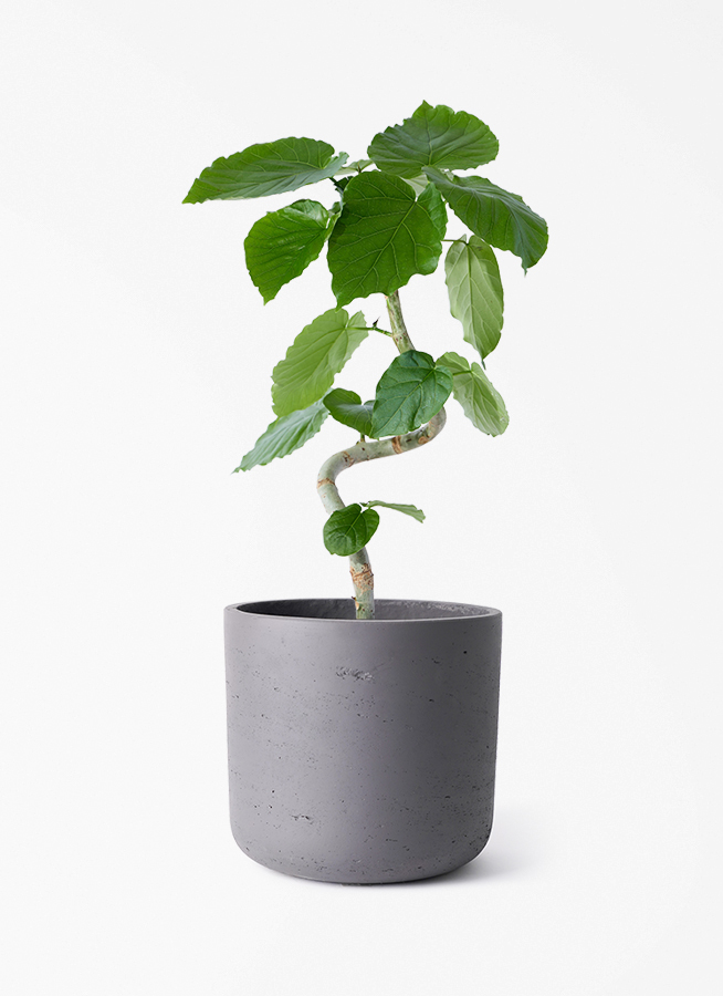フィカス ウンベラータ 5号 | 観葉植物通販 HitoHana（ひとはな）