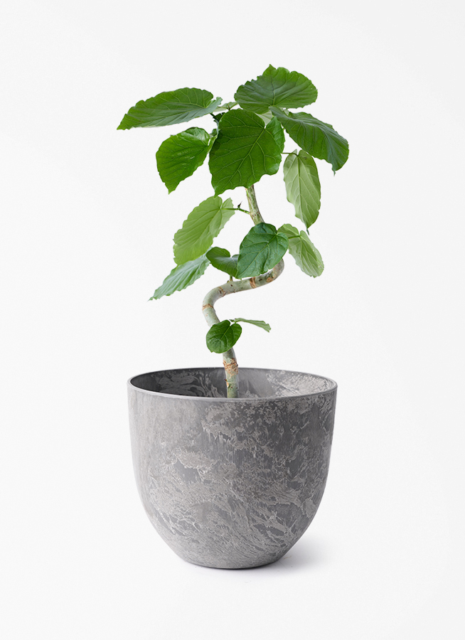 大きな観葉植物 ウンベラータ？グレーの鉢 フィカス ウンベラータ | 観葉植物通販 HitoHana