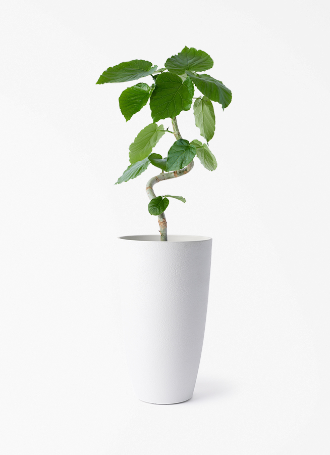 天久グリーンファームのフィカス ウンベラータ | 観葉植物ならHitoHana