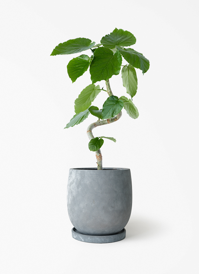 フィカス ウンベラータ | 観葉植物通販 HitoHana
