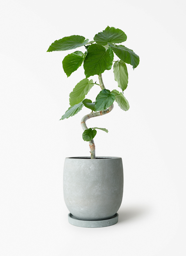 フィカス ウンベラータ 5号 曲がり | 観葉植物通販 HitoHana（ひとはな）