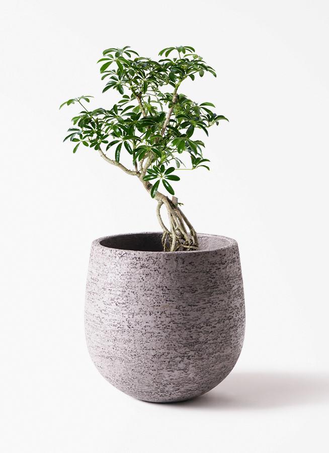 観葉植物 Bigskinny Dracaena Jamicain with Acacia wood Pl