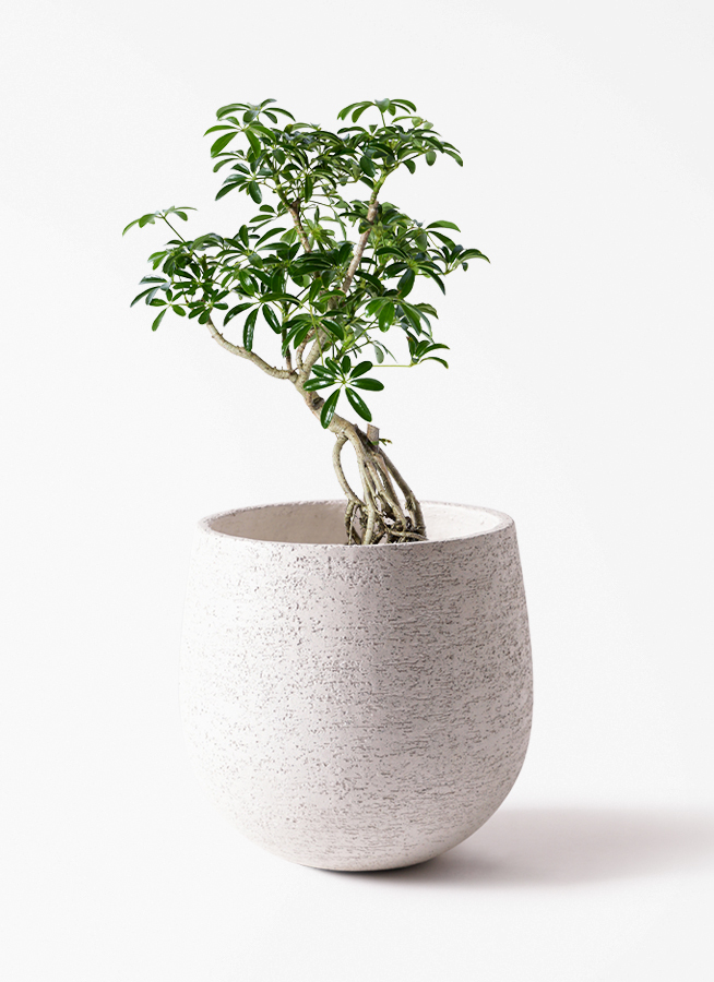 観葉植物 シェフレラ（カポック） 6号 根あがり プラスチック鉢 | 観葉