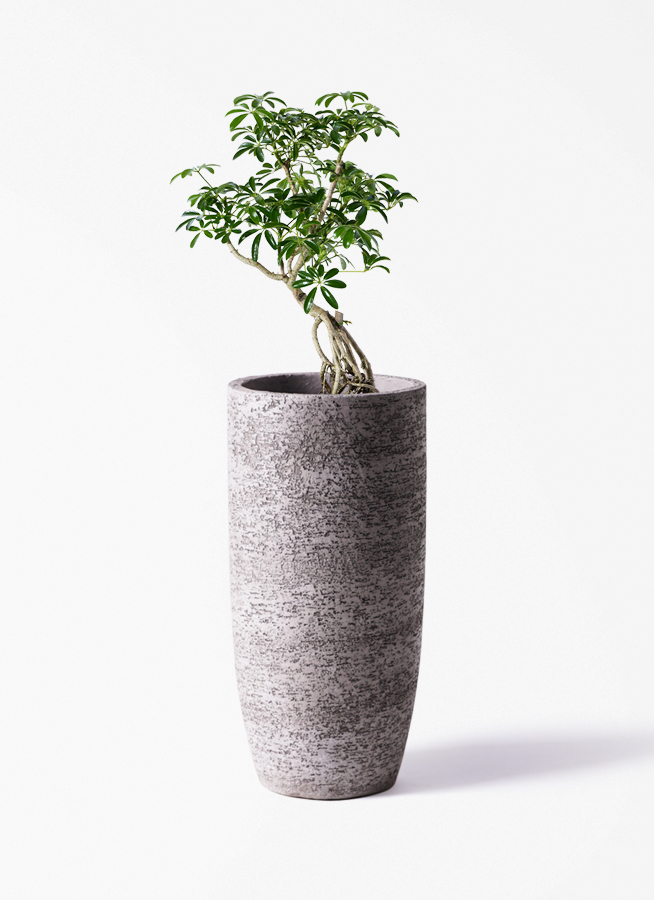 観葉植物 シェフレラ（カポック） 6号 根あがり スタンダードポット