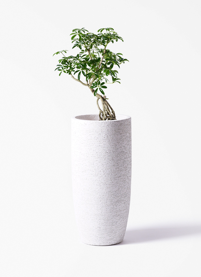 シェフレラ・カポック 白鉢 観葉植物 シェフレラ（カポック） 6号 根あがり Ceramic Pot