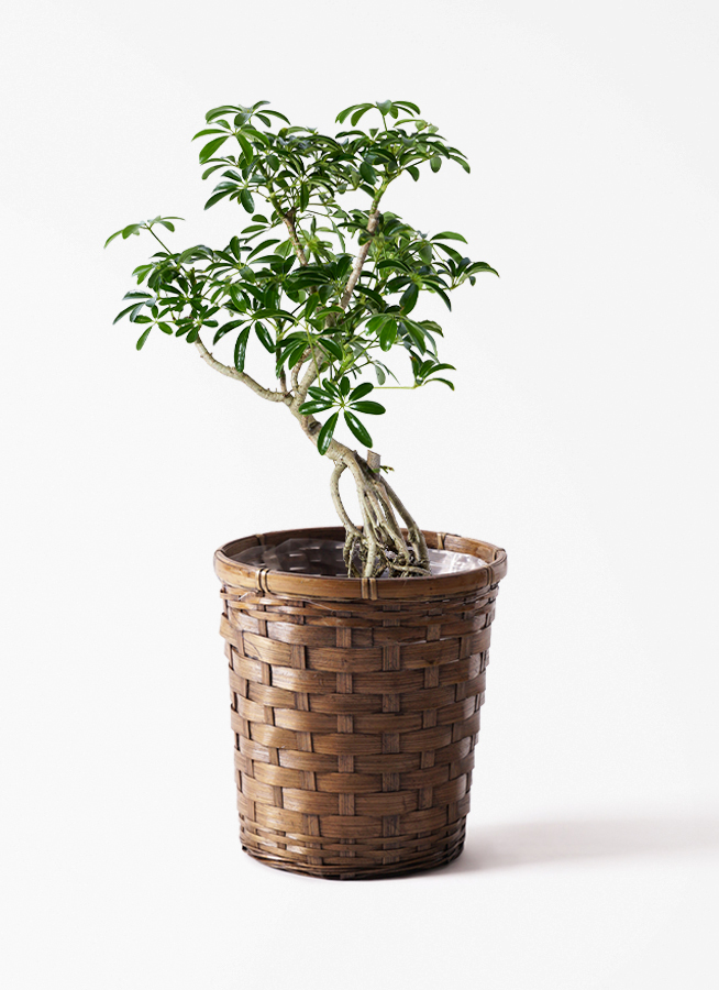 引取★1 シェフレラ SP 6号　観葉植物 観葉植物 シェフレラ（カポック） 6号 根あがり スタンダードポット