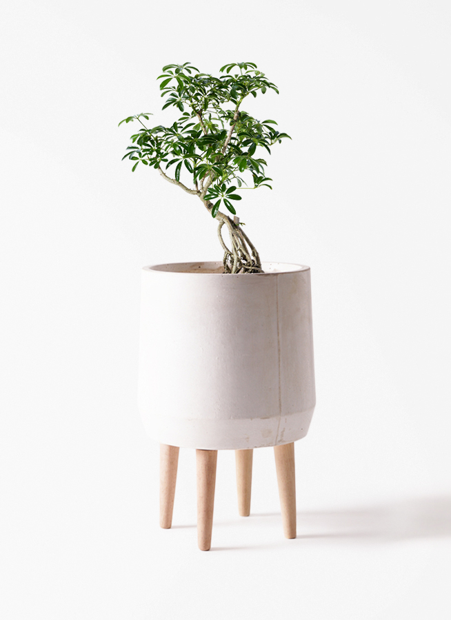 観葉植物 シェフレラ（カポック） 6号 根あがり 竹バスケット 付き