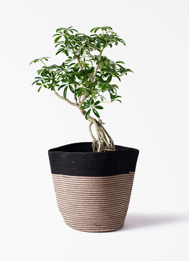 観葉植物 観葉植物 シェフレラ（カポック） 6号 根あがり プラスチック鉢 | 観葉