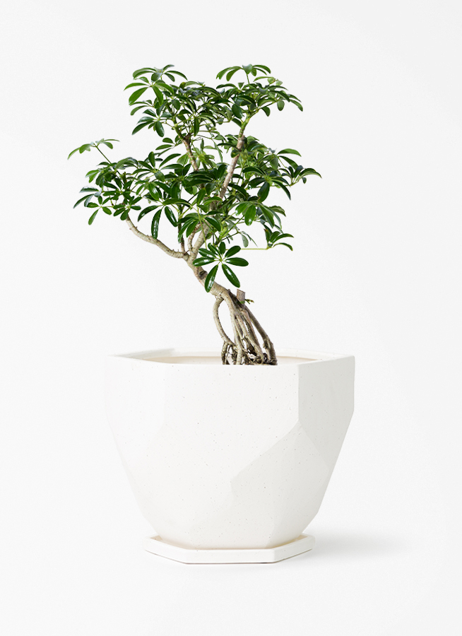 観葉植物 シェフレラ（カポック） 6号 根あがり Ceramic Pot