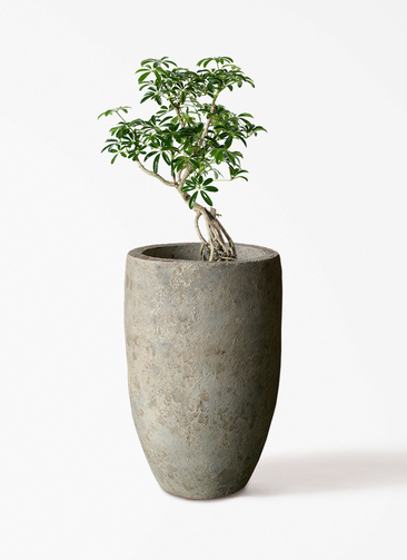 観葉植物 シェフレラ（カポック） 6号 根あがり Sheer Pot (シアー