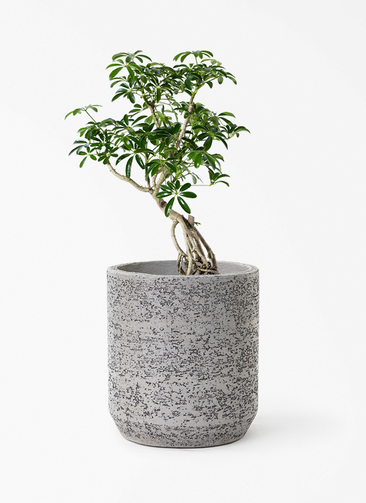 観葉植物 シェフレラ（カポック） 6号 根あがり Eco Stone (エコ